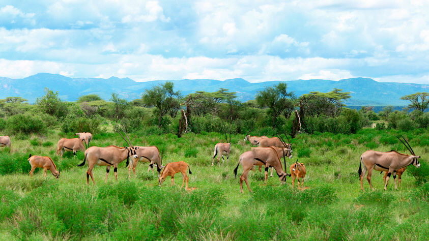 bravo tours safari kenya