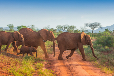 Safari - Få et tilbud en safari til Afrika i dag